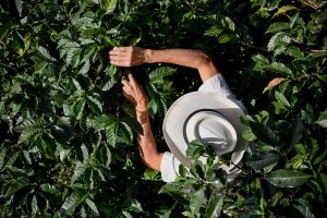 Decision-making in a Changing Climate: From Analysis to Guided Adaptation Action in Cocoa, Coffee and Tea Farming Systems