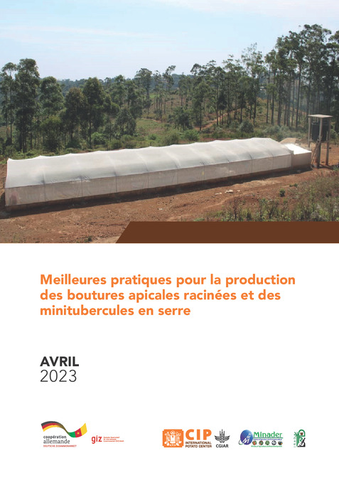 Meilleures pratiques pour la production des boutures apicales racinées et des minitubercules en serre