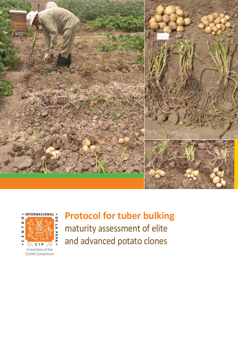 Tuber bulking maturity assessment of elite and advanced potato clones protocol