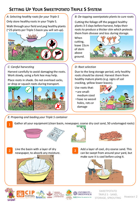 Setting up your sweetpotato Triple S system. Handout 2
