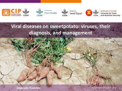 Online training on sweetpotato clean seed production 2024