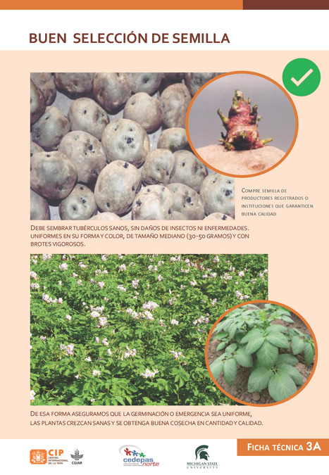 Ficha técnica 3: Selección de semilla