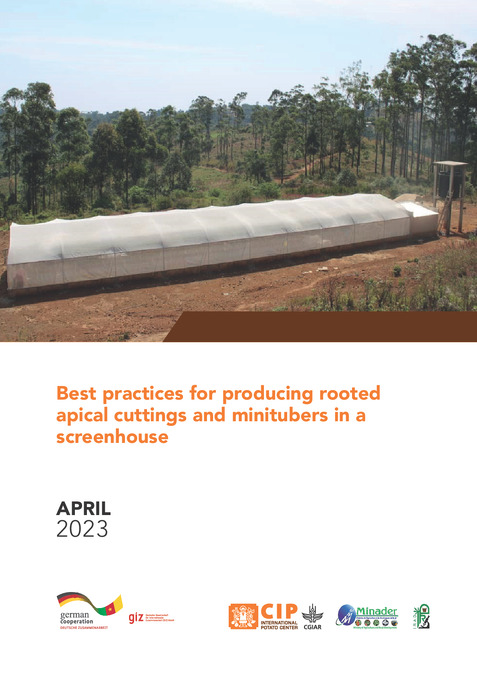 Best practices for producing rooted apical cuttings and minitubers in a screenhouse