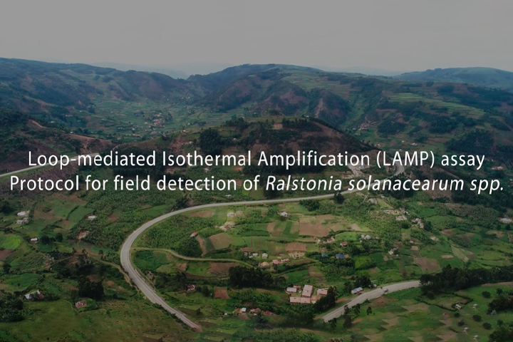 LAMP Assay protocol for field detection of bacterial wilt in potato